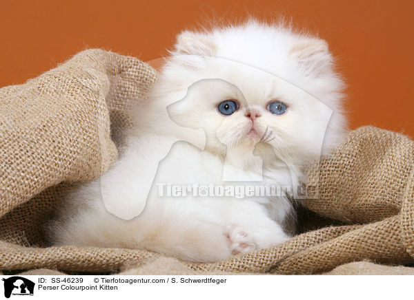 Perser Colourpoint Kitten / SS-46239