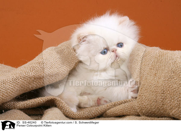 Perser Colourpoint Kitten / SS-46240