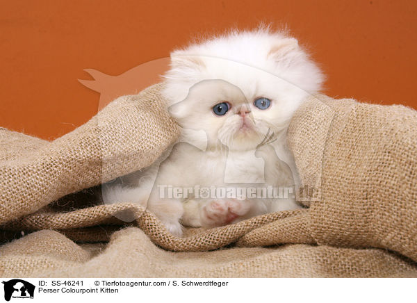 Perser Colourpoint Kitten / SS-46241