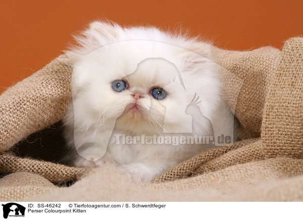 Perser Colourpoint Ktzchen / Perser Colourpoint Kitten / SS-46242