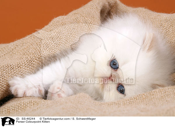 Perser Colourpoint Kitten / SS-46244