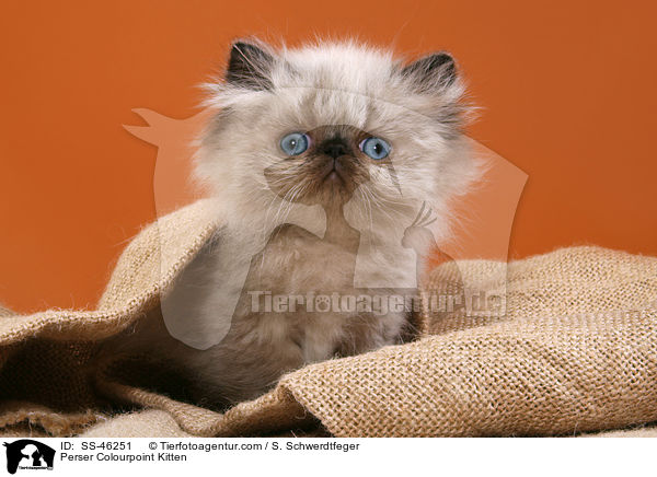 Perser Colourpoint Ktzchen / Perser Colourpoint Kitten / SS-46251