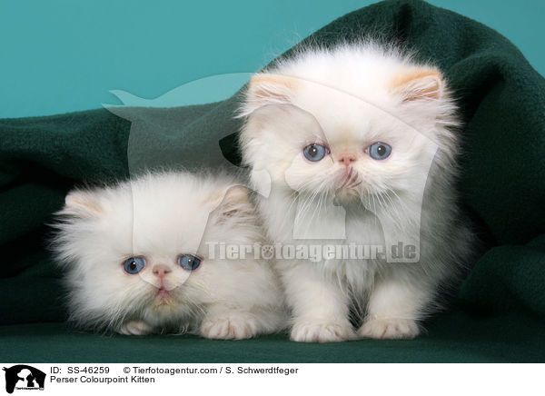 Perser Colourpoint Ktzchen / Perser Colourpoint Kitten / SS-46259