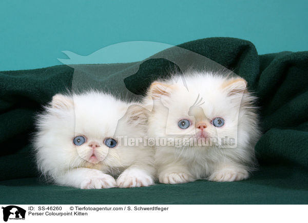 Perser Colourpoint Kitten / SS-46260