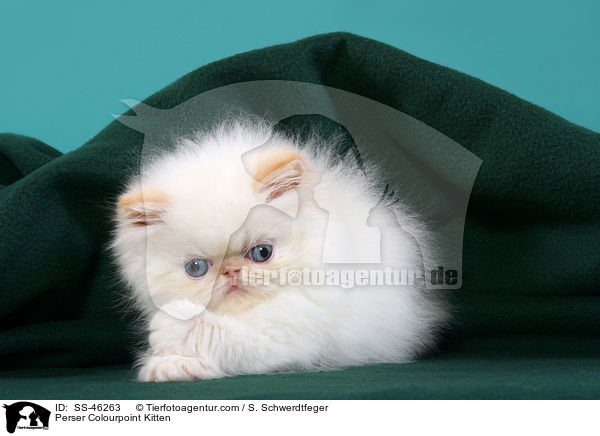 Perser Colourpoint Kitten / SS-46263