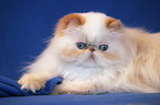 lying persian cat