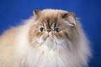 Persian Cat Portrait