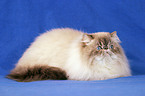 lying persian cat