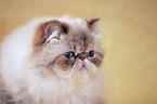 Persian Cat Portrait