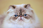 Persian Cat Portrait