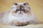 lying persian cat