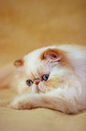 lying persian cat