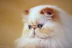 Persian Cat Portrait