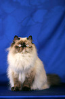 sitting persian cat