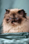 Persian Cat Portrait