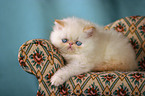 persian kitty on the couch