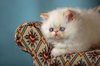 persian kitty on the couch