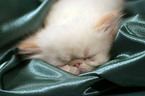 sleeping persian kitty