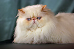 lying persian cat