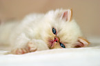 lying persian kitty