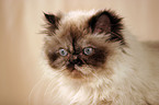 Persian Cat Portrait