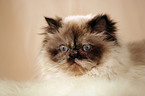 Persian Cat Portrait