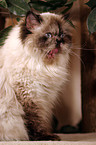 sitting persian cat