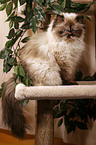 sitting persian cat