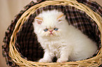 persian kitty in the basket