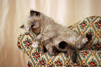 sitting persian kitty