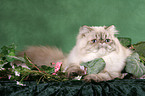 lying Persian Cat Colourpoint