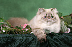 lying Persian Cat Colourpoint