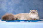 lying Persian Cat Colourpoint