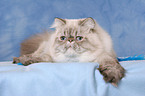 lying Persian Cat Colourpoint