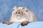 lying Persian Cat Colourpoint