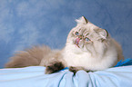 lying Persian Cat Colourpoint