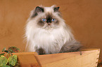 persian cat colourpoint portrait