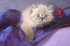 lying persian kitten colourpoint