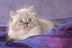 lying persian kitten colourpoint