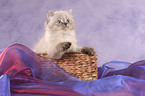 persian kitten colourpoint in basket