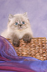 persian kitten colourpoint in basket