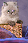 persian kitten colourpoint in basket