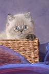 persian kitten colourpoint in basket