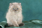 sitting persian kitten colourpoint