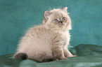 sitting persian kitten colourpoint