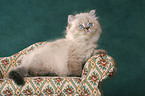 persian kitten colourpoint on sofa