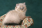 persian kitten colourpoint on sofa