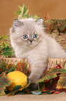 persian kitten colourpoint in basket