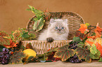 persian kitten colourpoint in basket