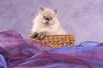 persian kitten colourpoint in basket